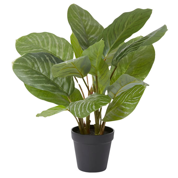 Aglaonema Plant - Green